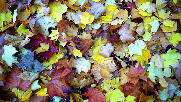 Les feuilles sur le sol en gros plan de l'érable pendant la journée