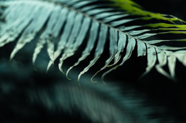 Feuilles sombres dans le fond du feuillage de la forêt dans les feuilles de naturefern