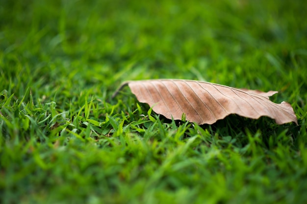 Les feuilles sont sèches Sur une herbe vert clair