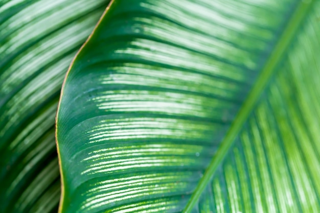 Les feuilles sont vertes dans un espace naturel naturel.