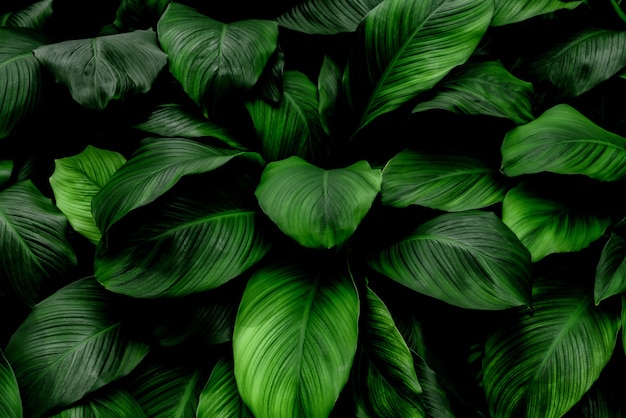 feuilles de Spathiphyllum cannifolium abstrait vert foncé texture nature fond feuille tropicale