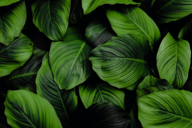 feuilles de Spathiphyllum cannifolium abstrait vert foncé texture nature fond feuille tropicale