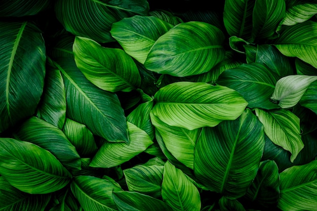 feuilles de Spathiphyllum cannifolium texture verte abstraite fond nature feuille tropicale