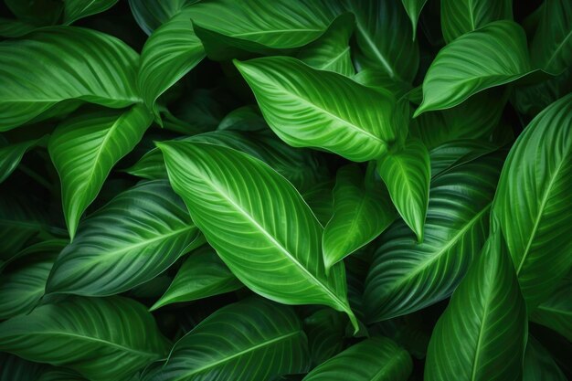 feuilles de Spathiphyllum cannifolium texture verte abstraite fond naturel feuille tropicale