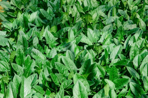 Feuilles Spinacia oleracea