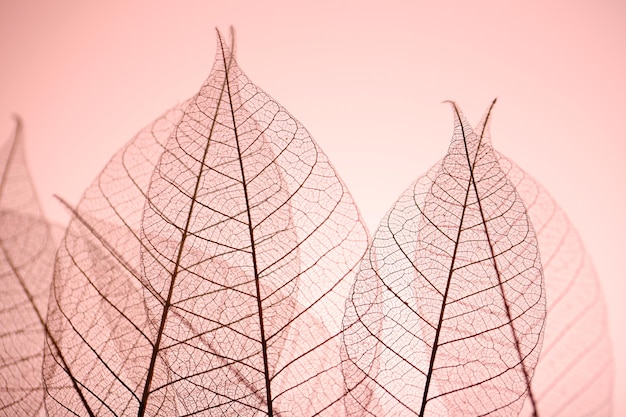 Photo feuilles de squelette sur fond rose se bouchent