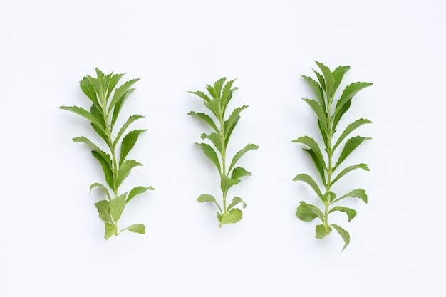 Feuilles de stévia sur une surface blanche