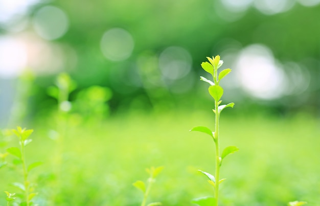 Feuilles supérieures fraîches jeune arbre vert sur fond flou dans le jardin d&#39;été