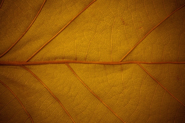 Feuilles de surface dorées pour le fond.