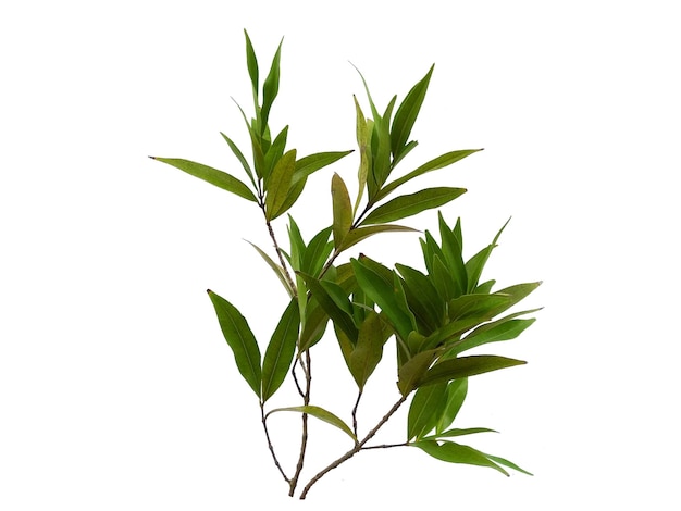 Feuilles de Syzygium oleana sur fond blanc