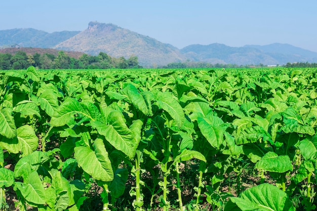 Feuilles de tabac brut dans les plantations de tabac