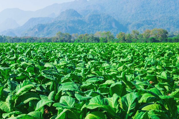 Feuilles de tabac brut dans les plantations de tabac