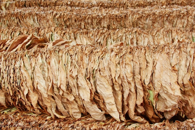 Feuilles de tabac en suspension Séchage des feuilles de tabac