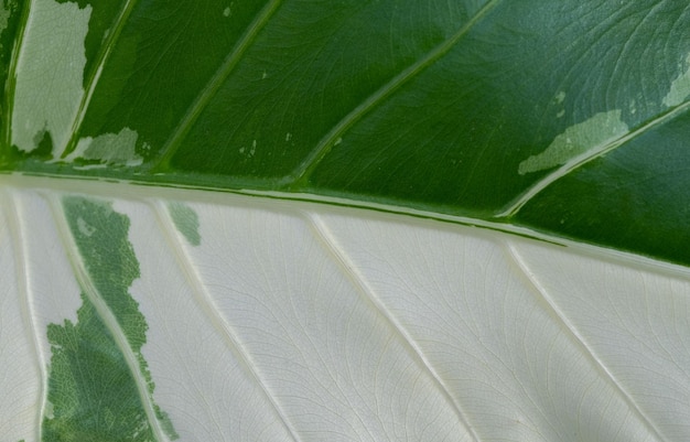 Feuilles tachetées de blanc de plan rapproché, texture verte de feuille