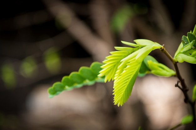 Feuilles de tamarin