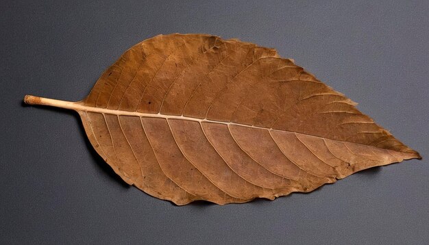 Les feuilles de teck brunes séchées apparaissent près de l'os et des veines de la feuille