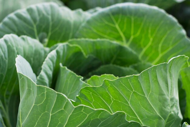 feuilles de tête de chou vertes en maturation dans le jardin avec un plan rapproché