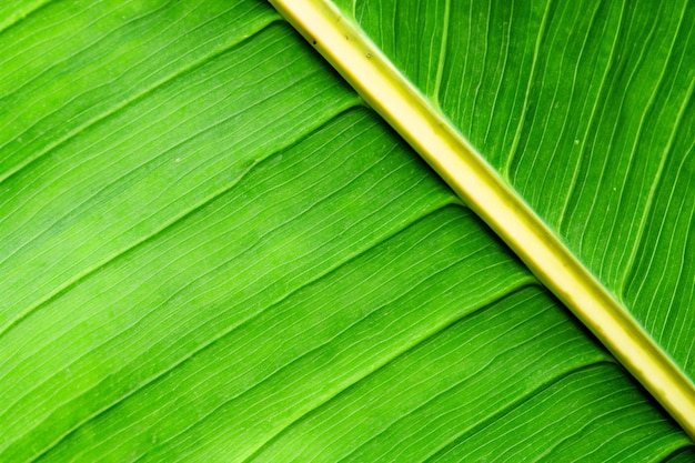 Photo feuilles texture arrière-plan nature feuille tropicale verte