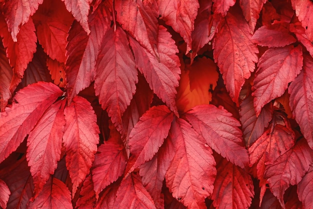 Photo feuilles texture arrière-plan nature feuille tropicale verte