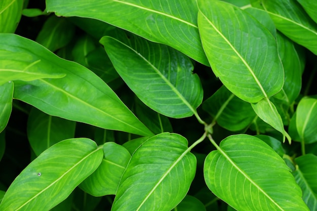 Photo feuilles texture arrière-plan nature feuille tropicale verte