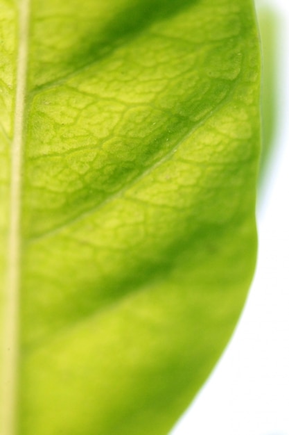 Feuilles texture fond, gros plan, macro