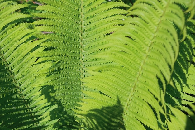 feuilles texturées de plante de fougère libre en arrière-plan