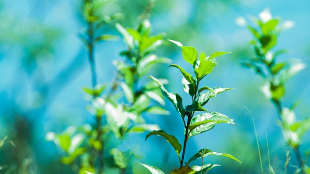 Feuilles de thé cultivées