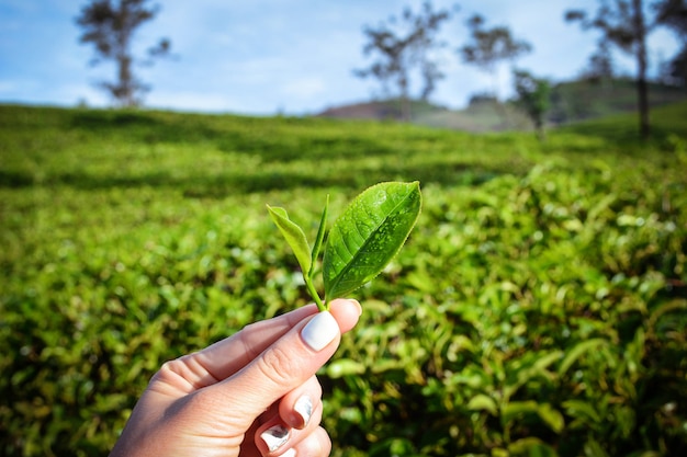 Feuilles de thé fraîches dans les plantations