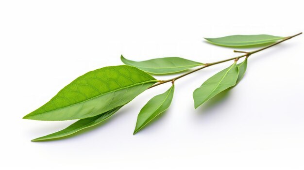 Des feuilles de thé isolées sur un fond blanc