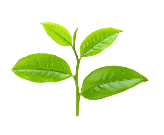 Feuilles de thé isolés sur blanc