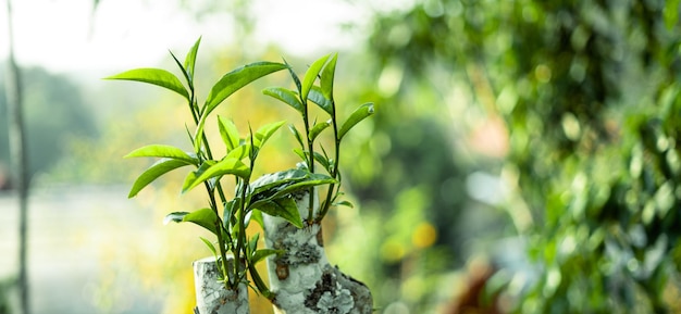 Les feuilles de thé vert dans la lumière du soir de la natureFermez-vous aux nouvelles feuilles de tea