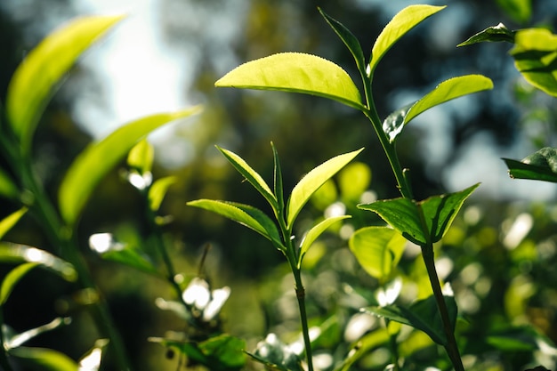 Feuilles de thé vert dans la nature lumière du soirGros plan de nouvelles feuilles de thé