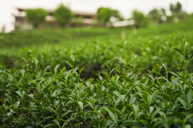 Des feuilles de thé vert dans une plantation de thé