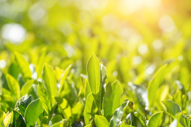 Feuilles De Thé Vert Dans Une Plantation De Thé