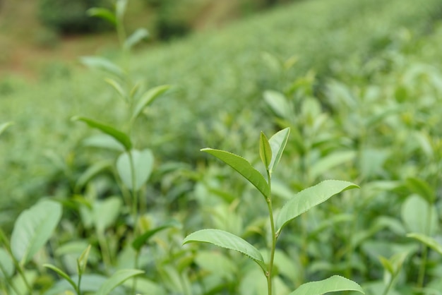 Feuilles de thé vert dans une plantation de thé