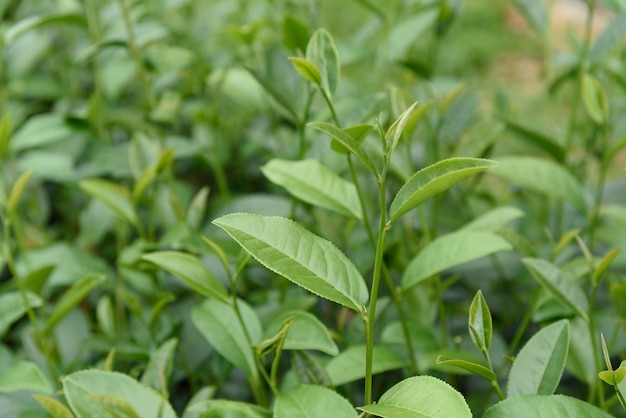 Feuilles de thé vert dans une plantation de thé
