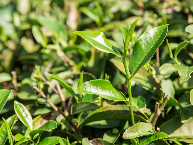 Feuilles de thé vert dans une plantation de thé