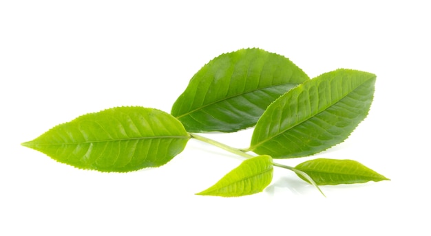 Feuilles de thé vert sur fond blanc.