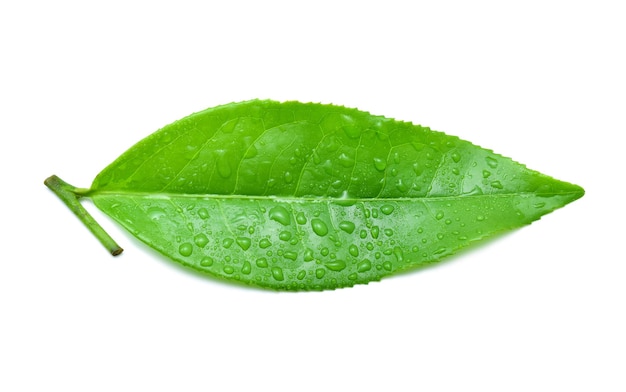 Feuilles de thé vert frais avec des gouttes d'eau isolé sur fond blanc