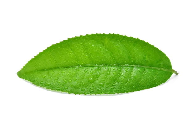 Feuilles de thé vert avec des gouttes d'eau isolé sur blanc.