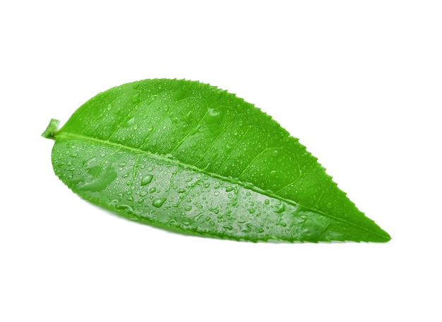 Feuilles de thé vert avec des gouttes d'eau isolé sur fond blanc.