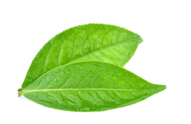 Feuilles de thé vert avec des gouttes d'eau isolées