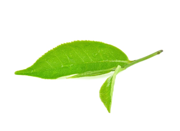 Feuilles de thé vert humide isolé sur fond blanc.