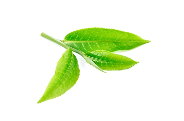 Des feuilles de thé vert isolées sur un fond blanc