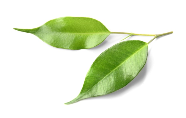 Feuilles de thé vert isolés sur blanc