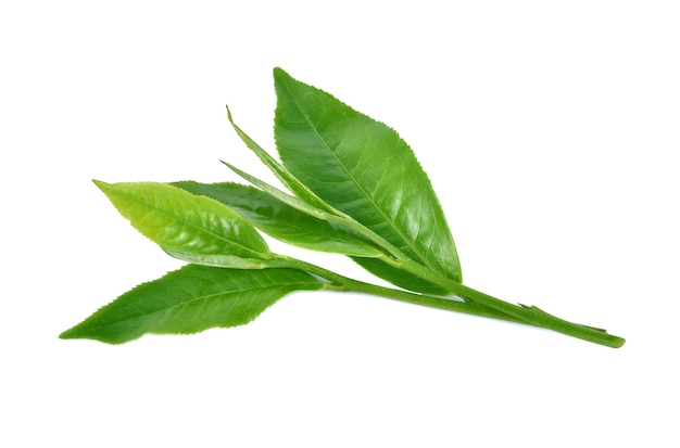 Feuilles de thé vert isolés sur blanc