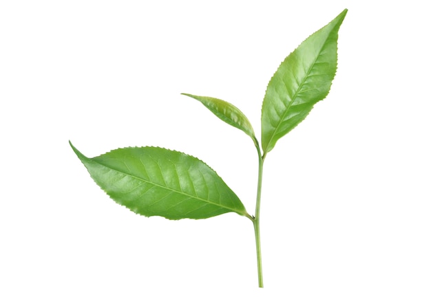 Feuilles de thé vert isolés sur fond blanc