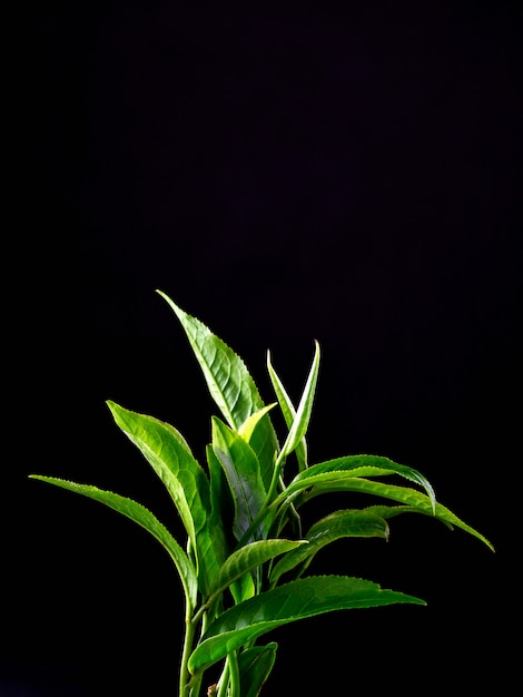 Feuilles de thé vert