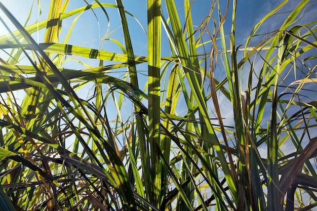 Feuilles et tige de canne à sucre