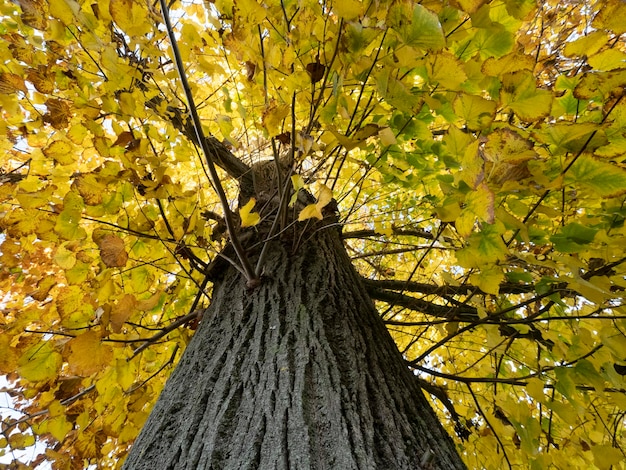 Photo feuilles de tilleul en automne